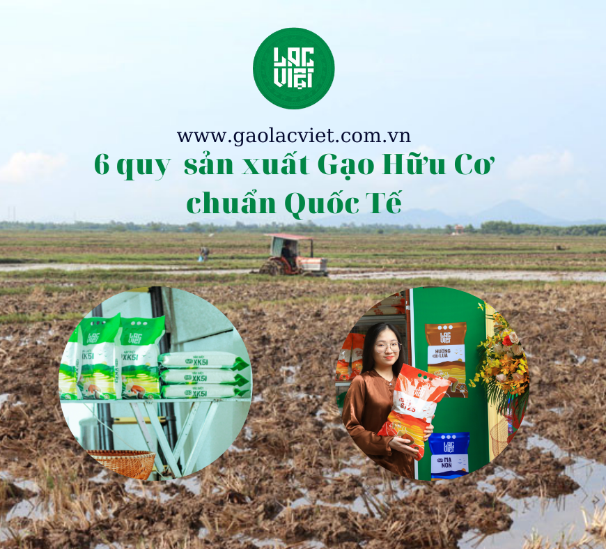 Cùng Gạo Lạc Việt tìm hiểu quy trình sản xuất Gạo Hữu Cơ chuẩn Quốc tế